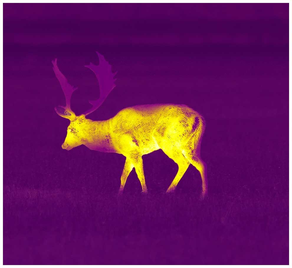 Fallow Deer with thermal imaging